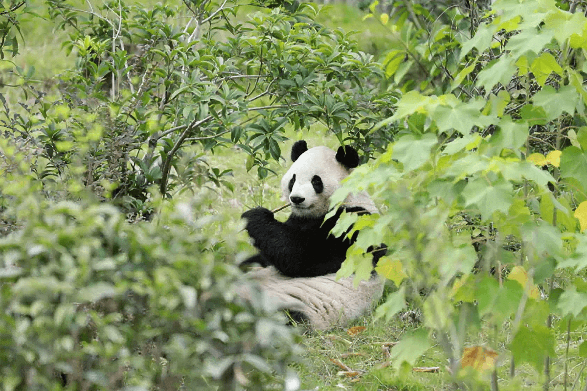 ฝูซวง Photo by Chengdu Research Base of Giant Panda Breeding