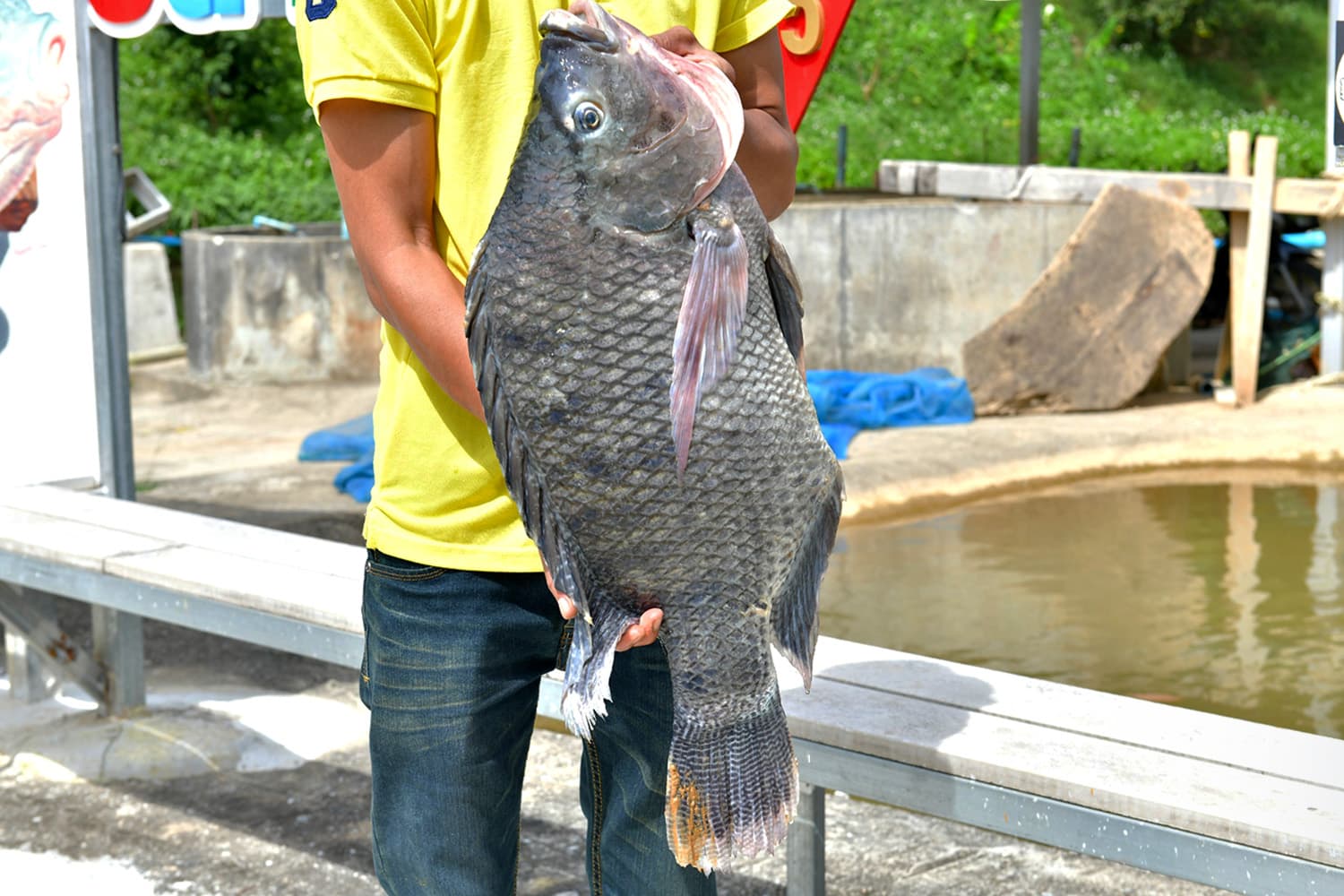 ปลานิลสายน้ำไหลเบตง ขึ้น GI ดันวัตถุดิบพรีเมียมชายแดนใต้