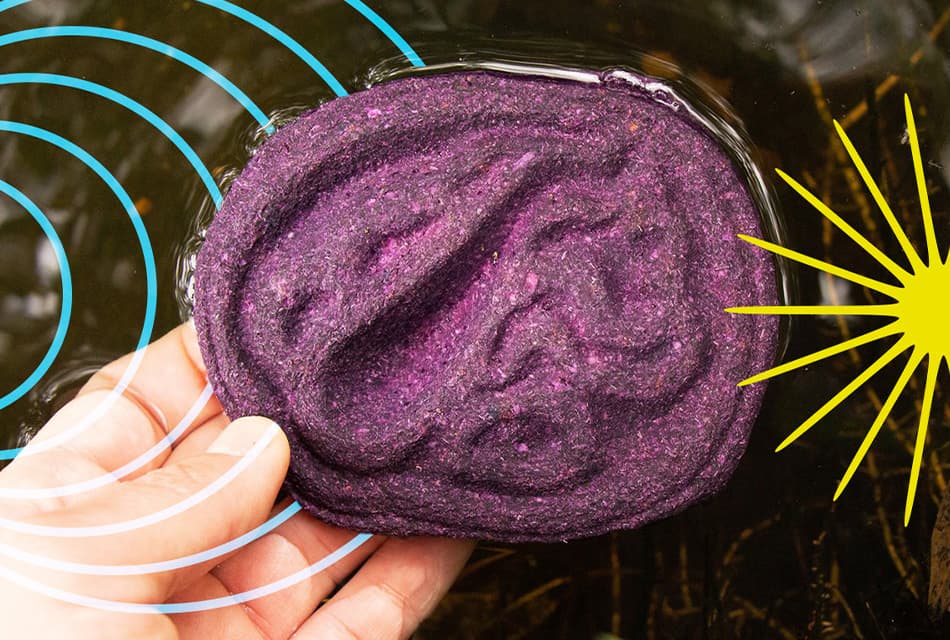 purple_cabbage_helps_detect_contaminated_water_SPACEBAR_Thumbnail_bc72318e85.jpeg