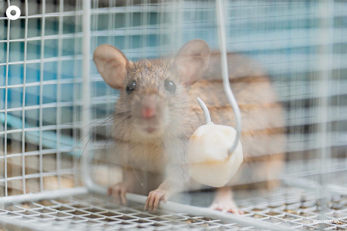 rat_problem_in_bangkok_police_new_york_city_SPACEBAR_Photo02_8630c066de.jpeg