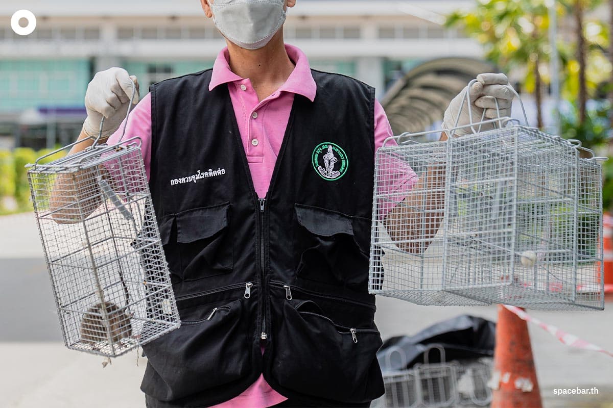 rat_problem_in_bangkok_police_new_york_city_SPACEBAR_Photo03_34dbed86d5.jpeg