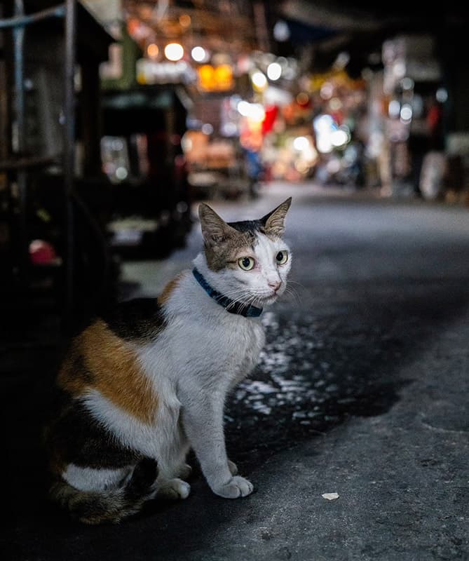 stray_cats_the_walking_story_of_a_cat_photographer_SPACEBAR_Photo04_3684284099.jpg