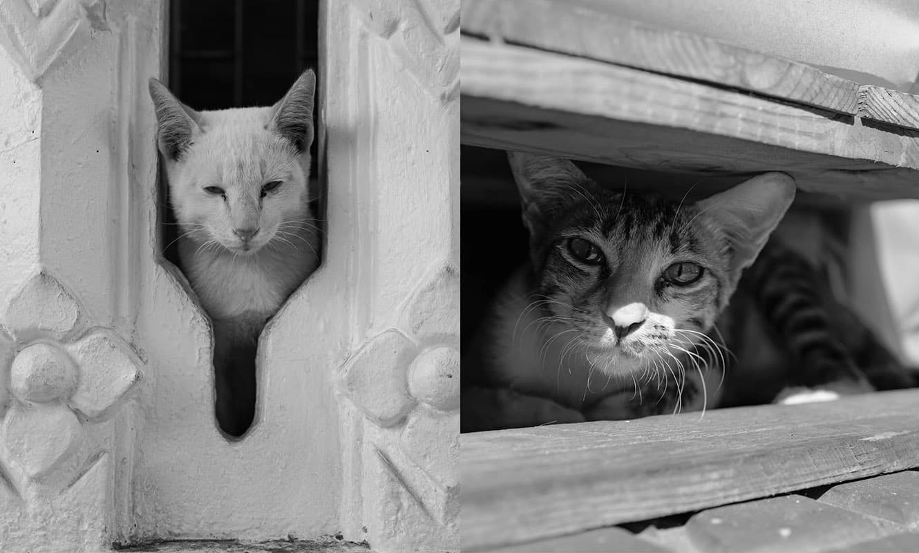 stray_cats_the_walking_story_of_a_cat_photographer_SPACEBAR_Photo05_ecd50efb1a.jpg