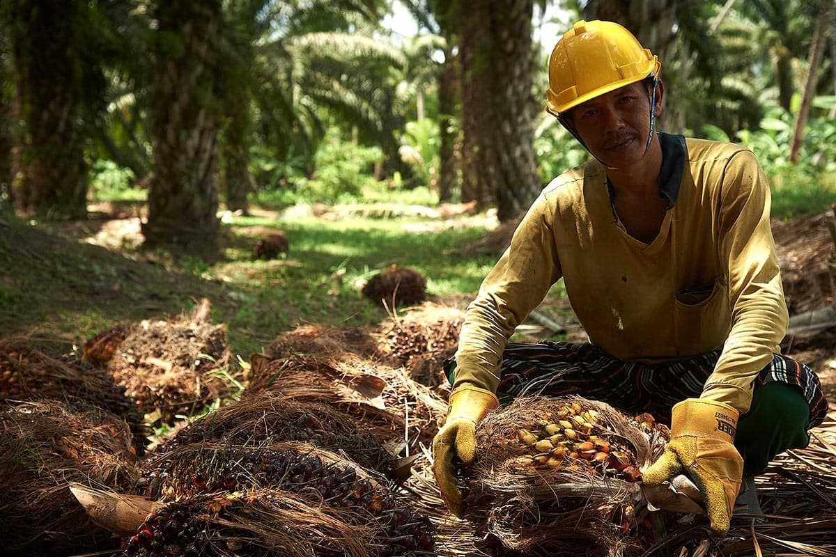 taspo_sustainable_palm_oil_industry_competitiveness_SPACEBAR_Photo01_1c74d1aa0e.jpg