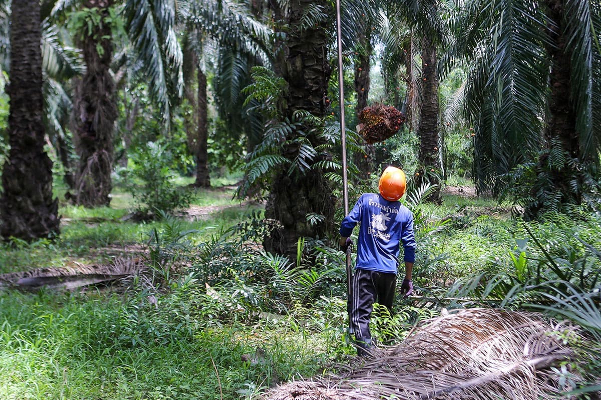 taspo_sustainable_palm_oil_industry_competitiveness_SPACEBAR_Photo06_1634d01a86.jpg