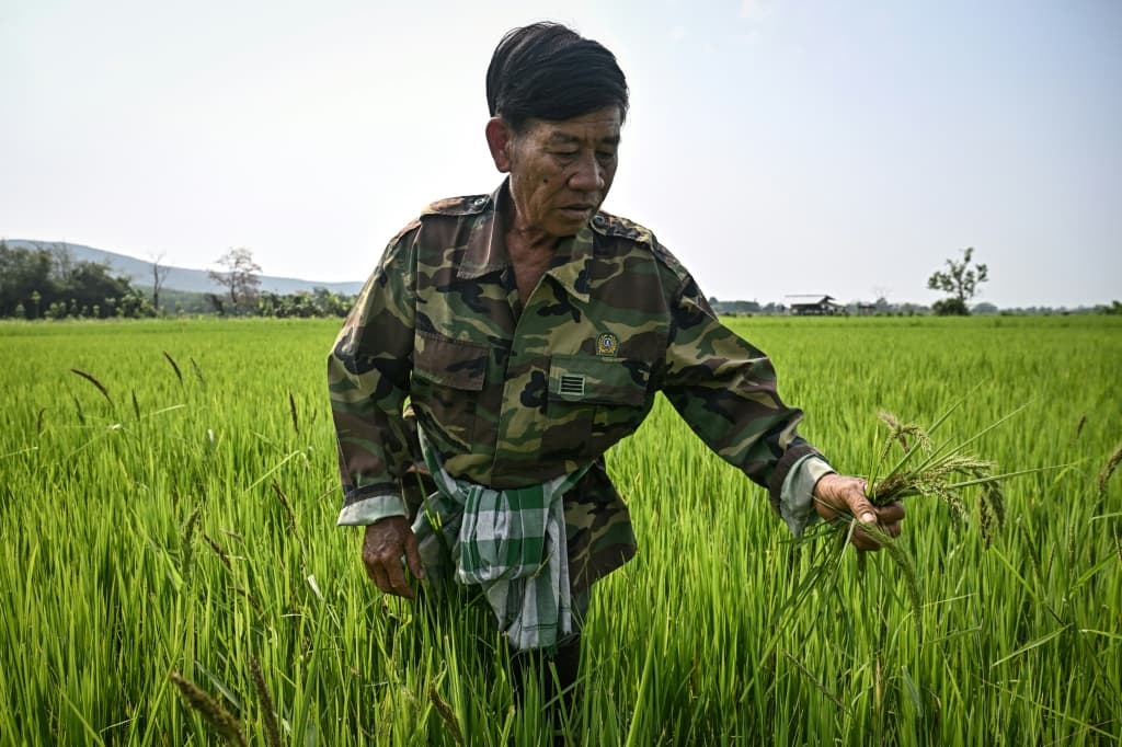 เกษตรกรไทยใช้จุลินทรีย์แก้วิกฤตเผาตอซังข้าว ช่วยเพิ่มผลผลิต-ลดมีเทน