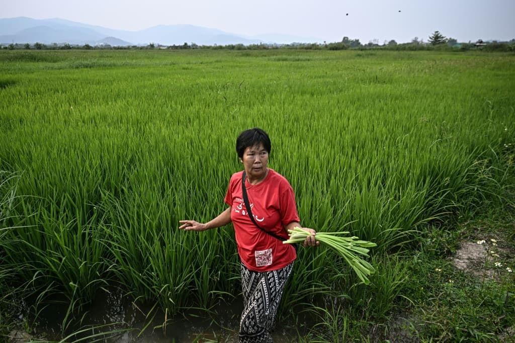 thai-farmers-use-microbes-solve-annual-rice-burning-crisis-4.jpeg