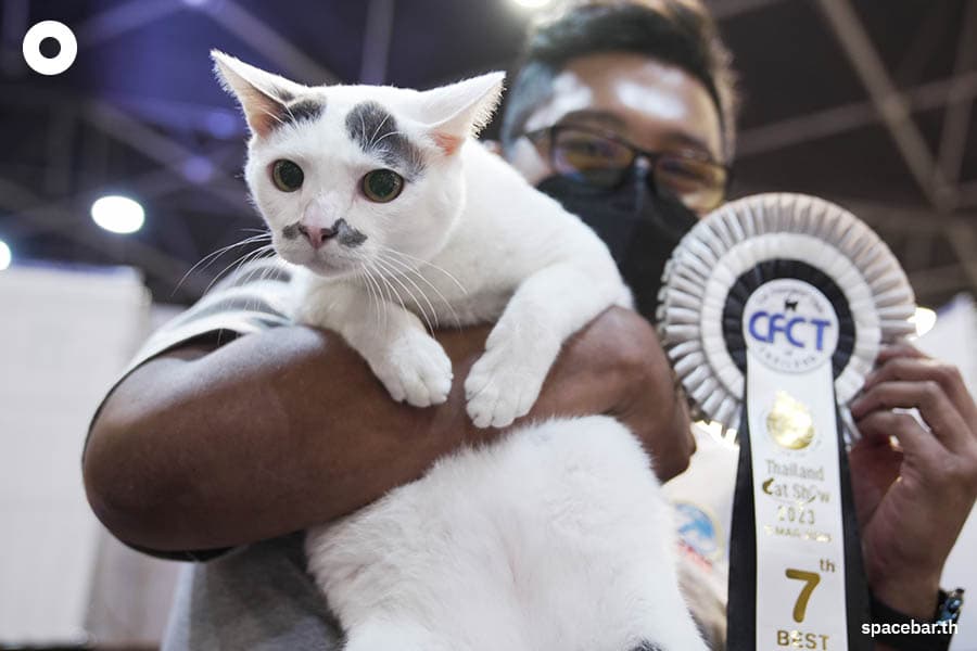 thailand_cat_show_2023_SPACEBAR_Photo03_7be241245a.jpeg