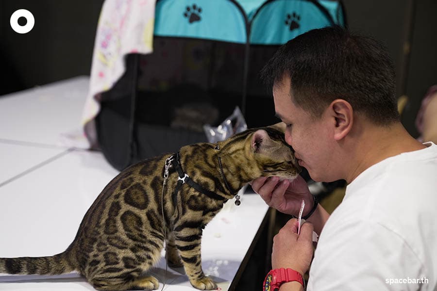 thailand_cat_show_2023_SPACEBAR_Photo04_a046215295.jpeg