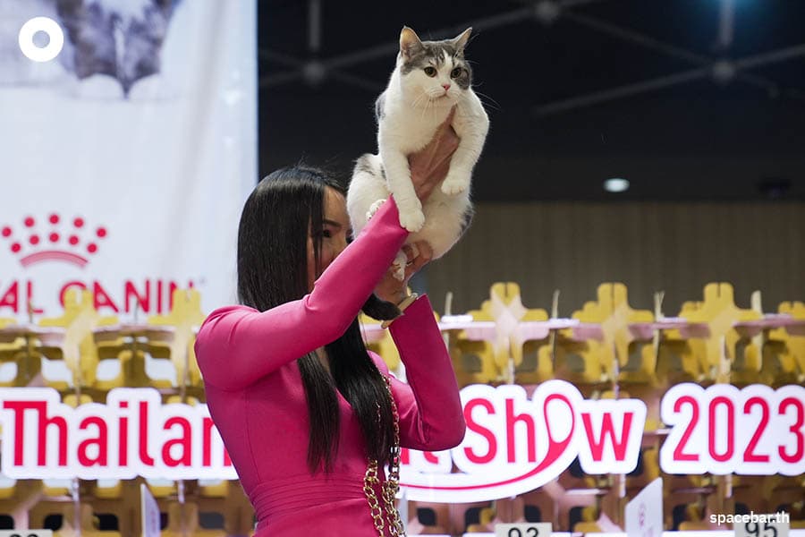 thailand_cat_show_2023_SPACEBAR_Photo05_ec2039d632.jpeg