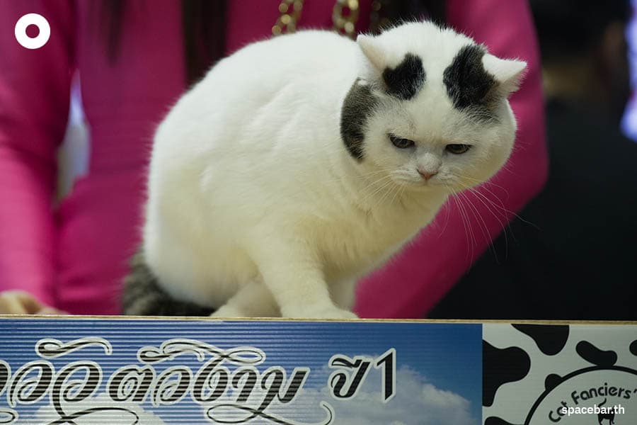 thailand_cat_show_2023_SPACEBAR_Photo09_c9fe6d41fb.jpeg