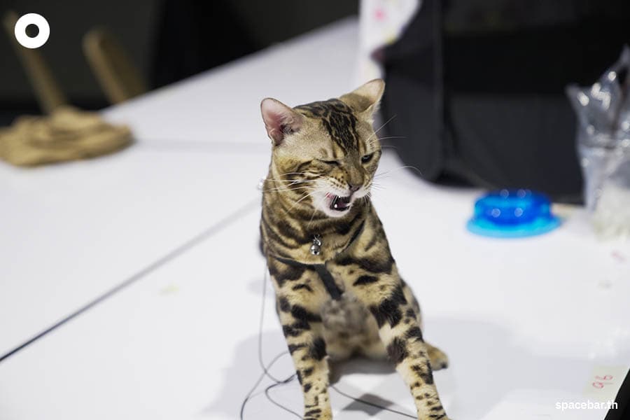 thailand_cat_show_2023_SPACEBAR_Photo10_726f132d87.jpeg