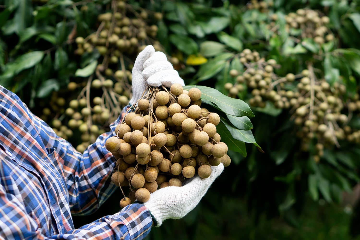 thailand_longan_uncertain_future_chinese_tighten_grip_SPACEBAR_Hero_4d65836ced.jpg