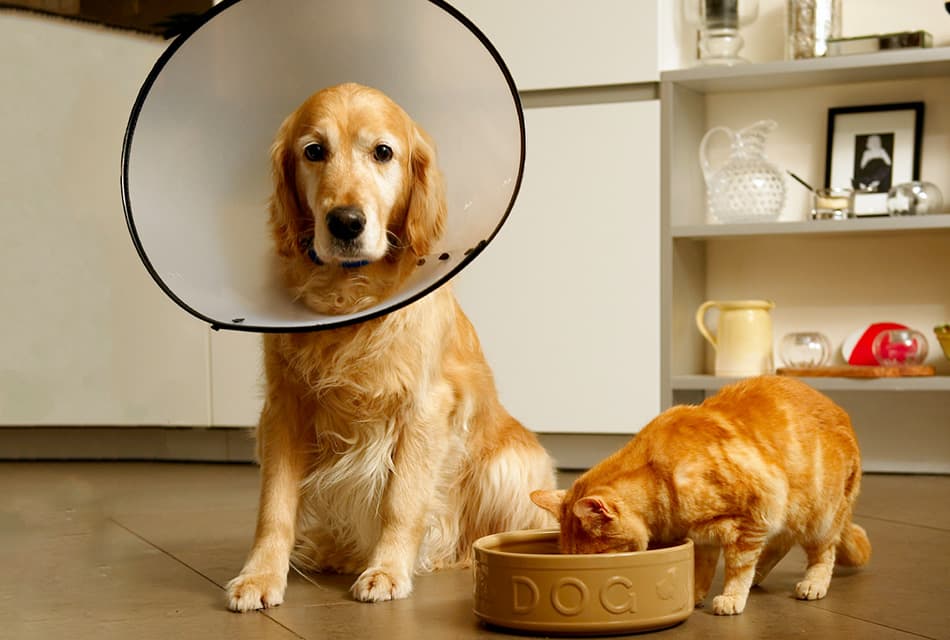 tips_caring_sick_pets_SPACEBAR_Thumbnail_abcf018f91.jpeg