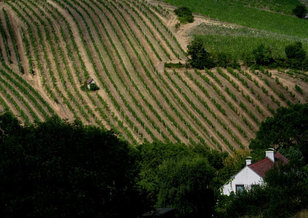 Vienna's vine-laden outskirts have fallen prey to the appetites of real estate developers