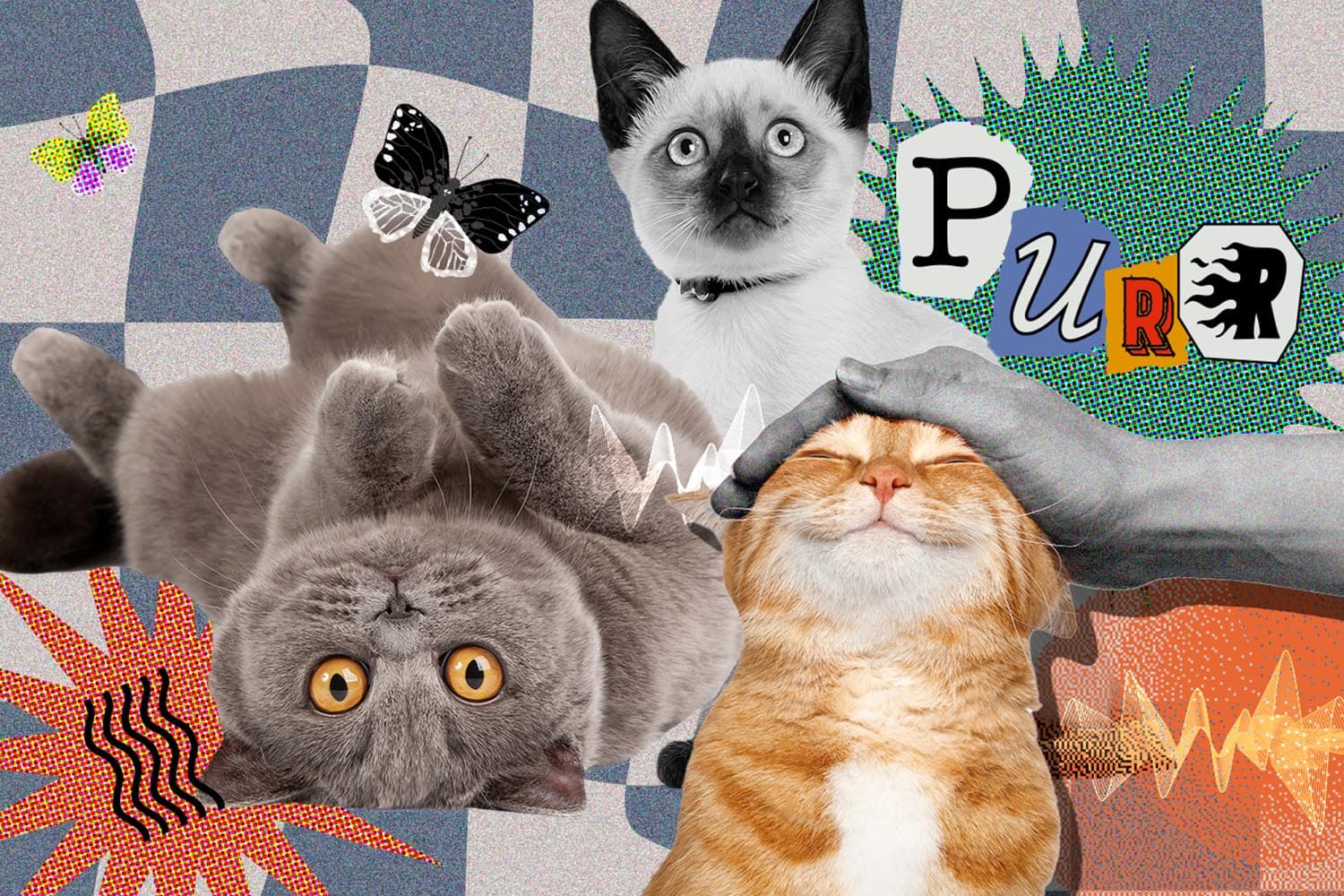 why_do_cats_purr_SPACEBAR_Hero_be44aec051.jpeg