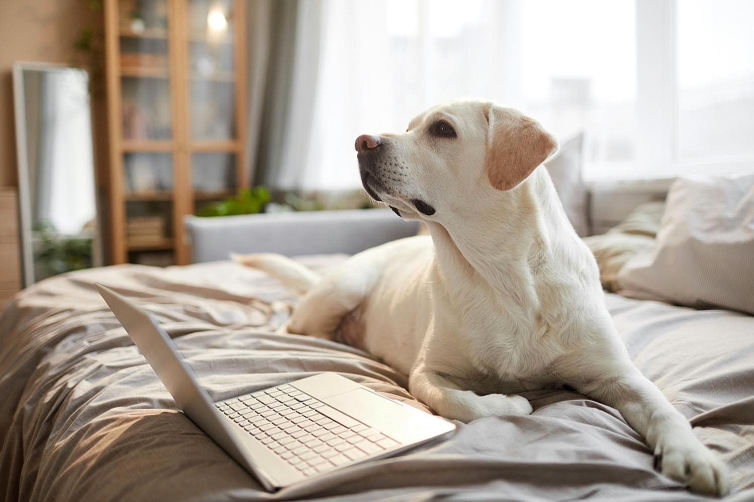 why_fat_labradors_can_blame_their_genes_SPACEBAR_Hero_2747b698d7.jpg