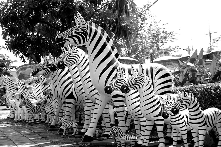 zebra_culture_SPACEBAR_Photo03_0cfedd3794.jpeg