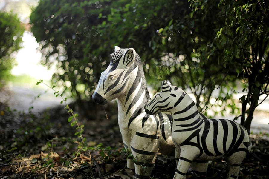 zebra_culture_SPACEBAR_Photo04_d9869d234c.jpeg