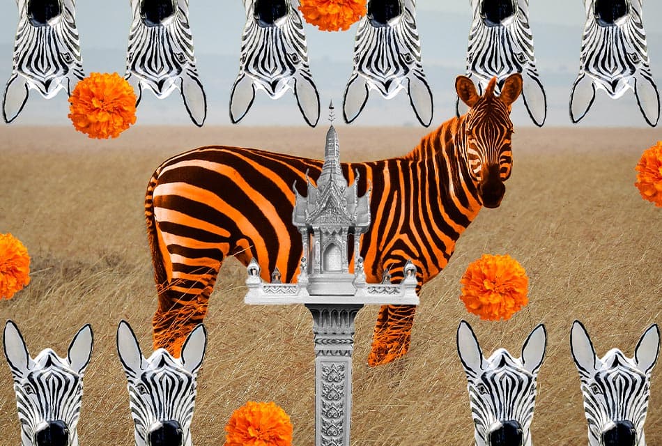 zebra_culture_SPACEBAR_Thumbnail_fcf38cded3.jpeg
