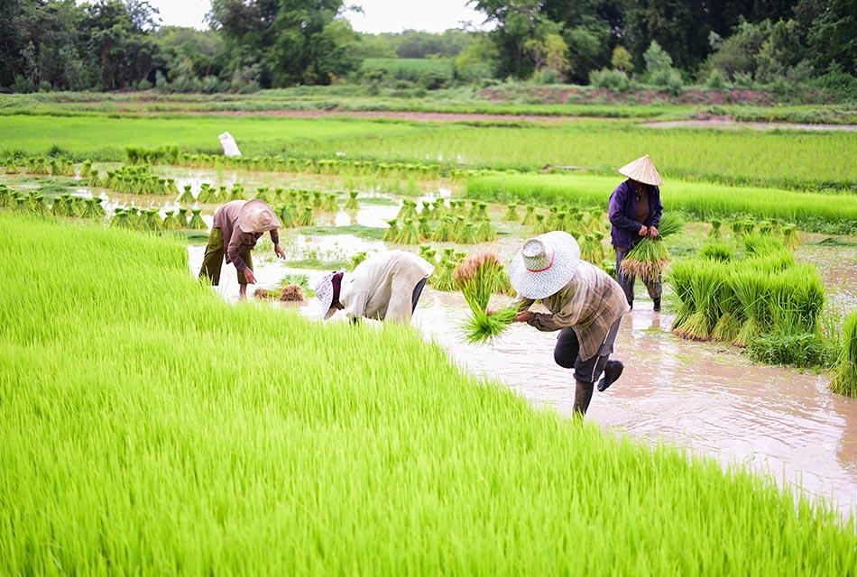 Economy – Farmer – Rice – Paddy - Income - Rice field - Money-SPACEBAR-Thumbnail