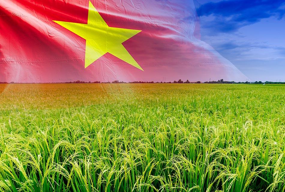 Economy-Why-are-Thai-farmers-Turning-to -growing-Vietnamese-rice-SPACEBAR-Thumbnail.jpg