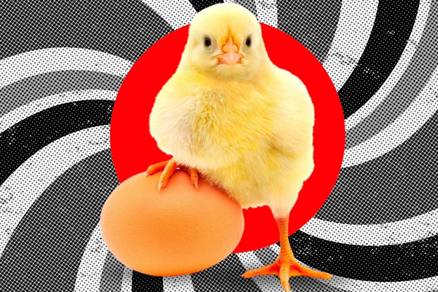 Egg-Chicken-Which-came-first-SPACEBAR-Hero.jpg