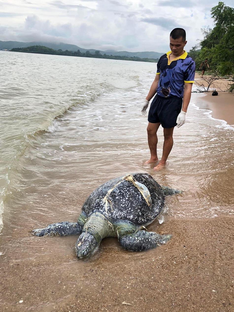 https://images.ctfassets.net/i3o8p9lzd06f/13ve4rotnpGRvtlo20OBYC/631e422f219fd914928da05d7b3a98d7/Environment-marine-debris-killed-sea-turtles-in-Thailand-SPACEBAR-Photo01