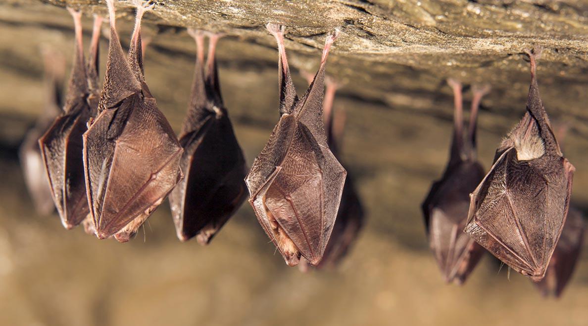 Scientists-discover-new-virus-lurking-in-bats-SPACEBAR-Hero