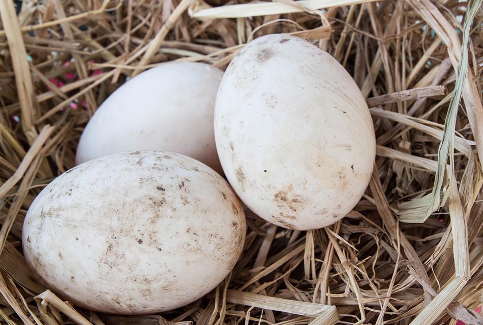 duck-egg-farmer-eggs-price-increase-10-satang-SPACEBAR-Thumbnail.jpg