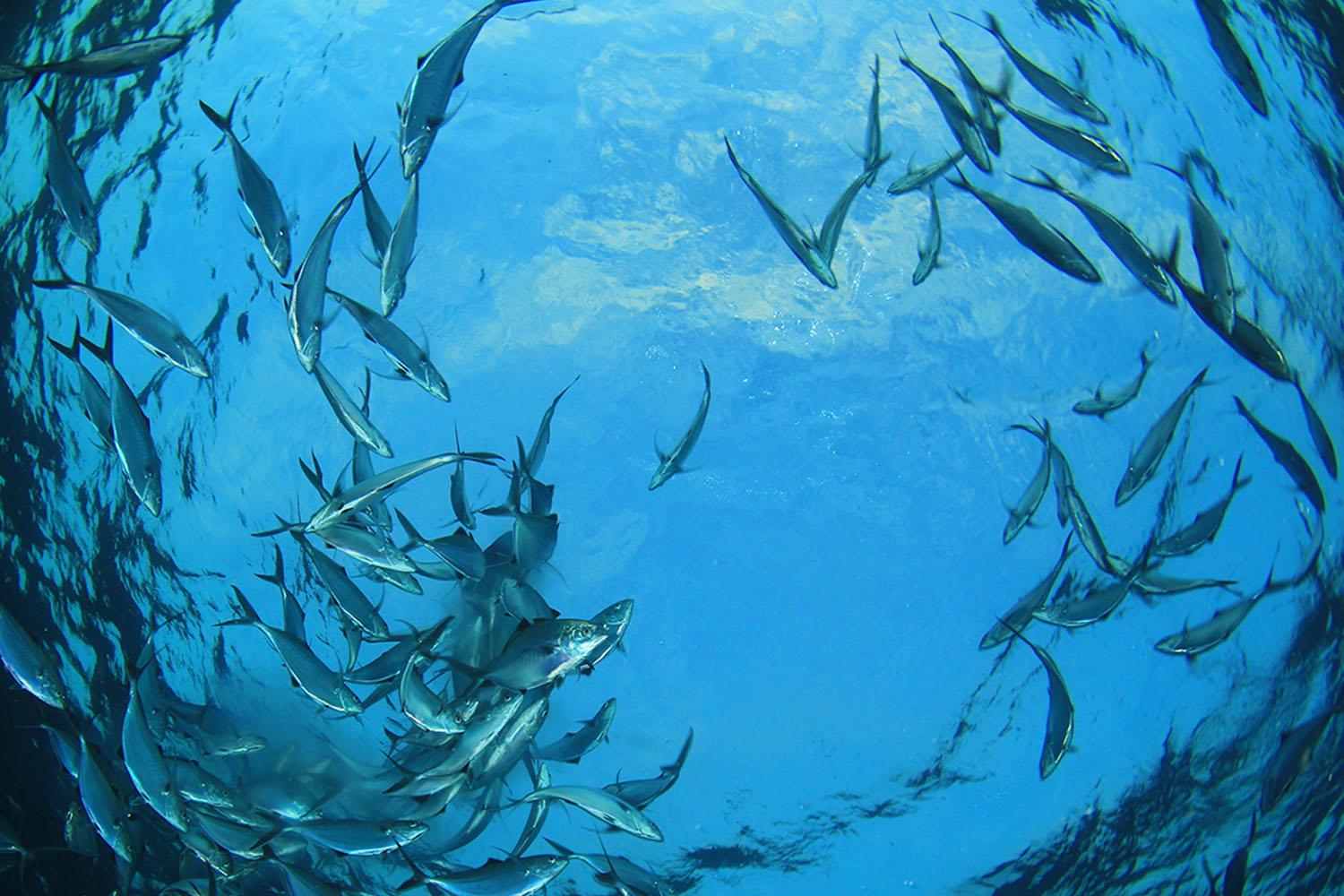 economy-department-of-fisheries-mackerel-spawns-gulf-sea-SPACEBAR-Hero.jpg