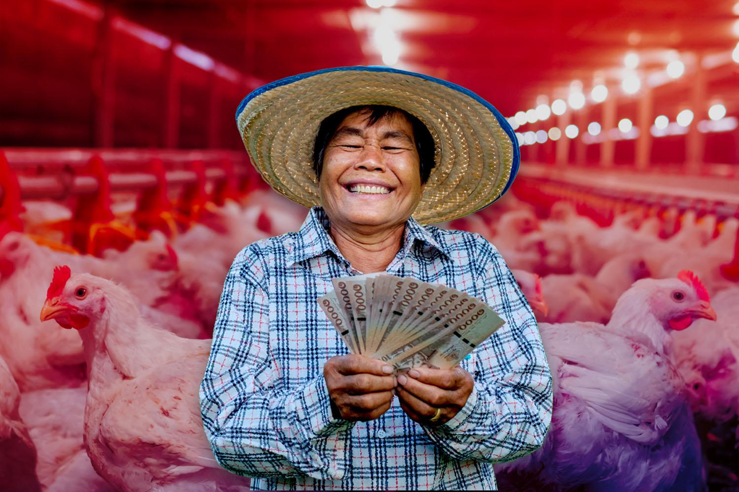 economy-money-interest-raising-laying-hens-pigs-chicken-eggs-SPACEBAR-Hero.jpg