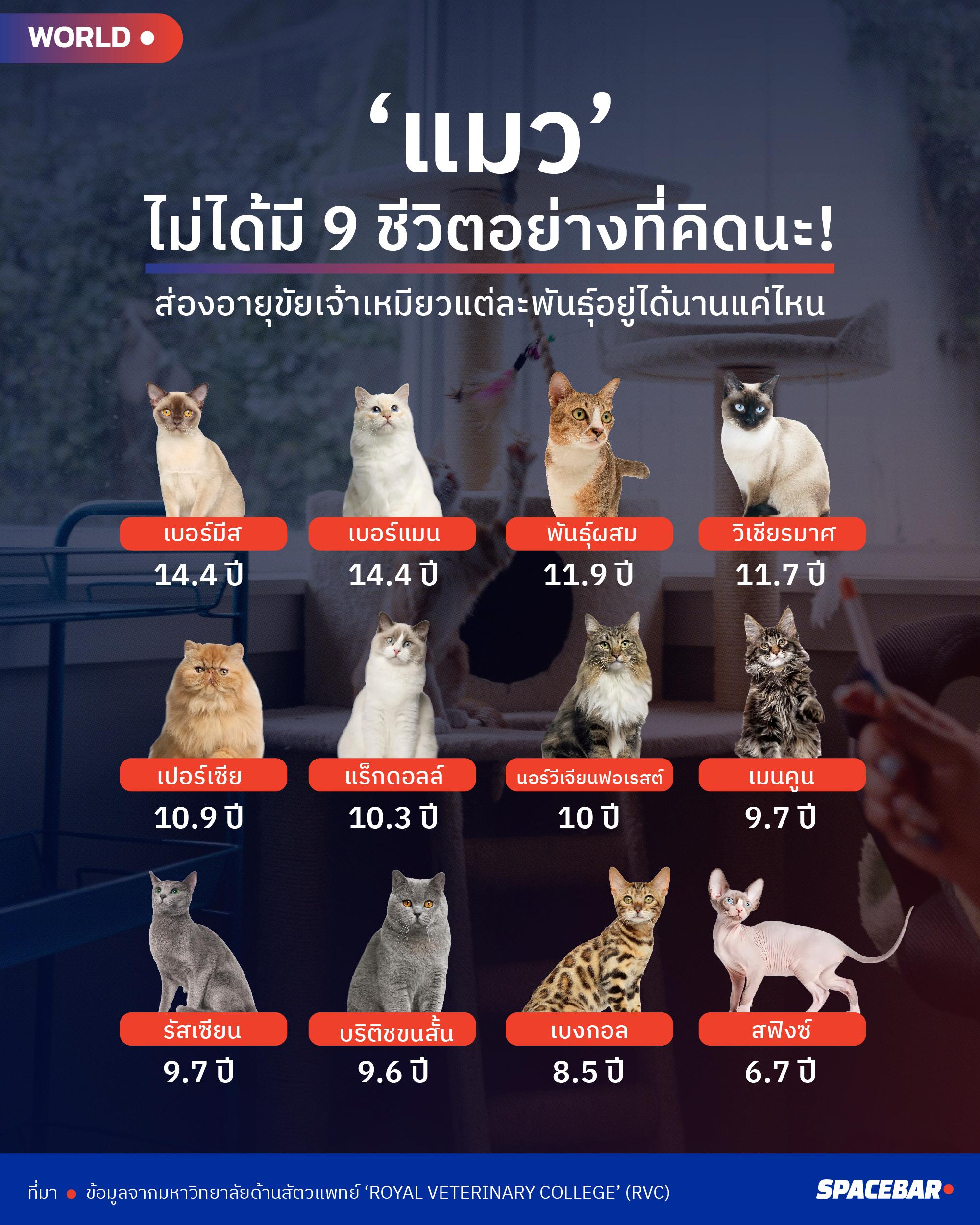 info_how-long-will-your-cat-live-charts-predict-life-expectancy-of-popular-breeds.jpg