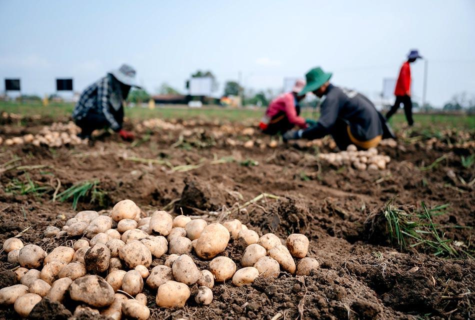 international-potato-day-thailand-farmer-sustainably-grown-SPACEBAR-Thumbnail.jpg