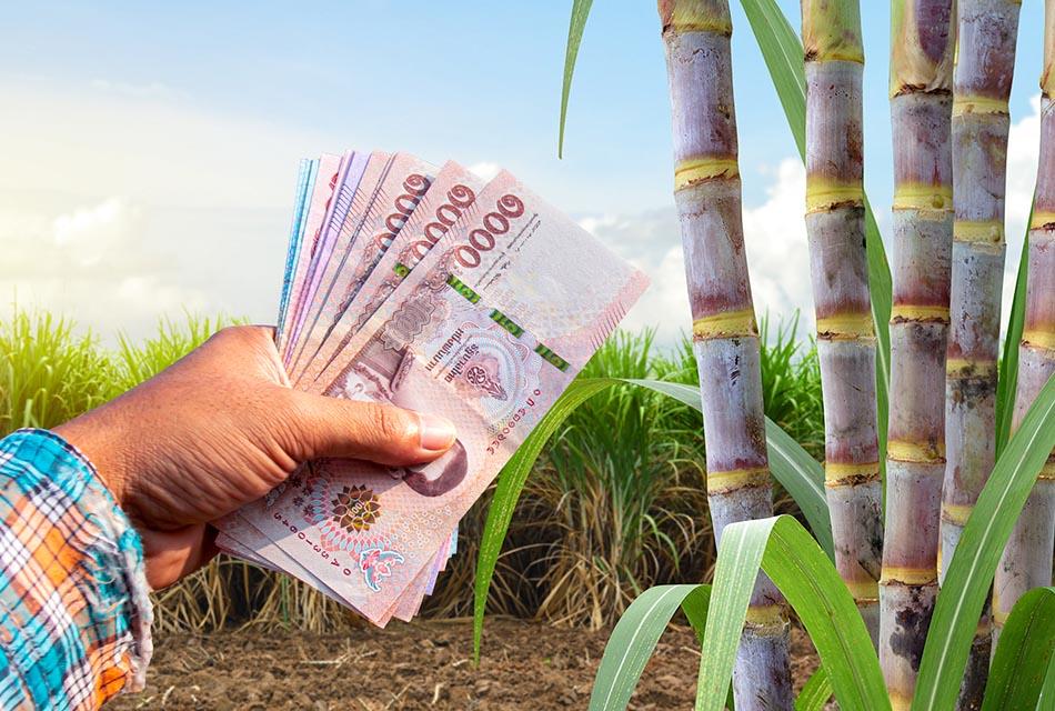 sugarcane-farmer-subsidy-project-cut-sugarcane-small-dust-SPACEBAR-Thumbnail.jpg
