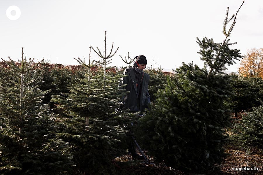 1_Why_Christmas_trees_are_scarce_more_expensive_year_2022_natural_artificial_SPACEBAR_Photo02_c952148f00.jpeg