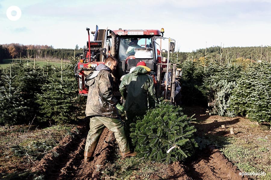 1_Why_Christmas_trees_are_scarce_more_expensive_year_2022_natural_artificial_SPACEBAR_Photo05_copy_01646658ad.jpeg