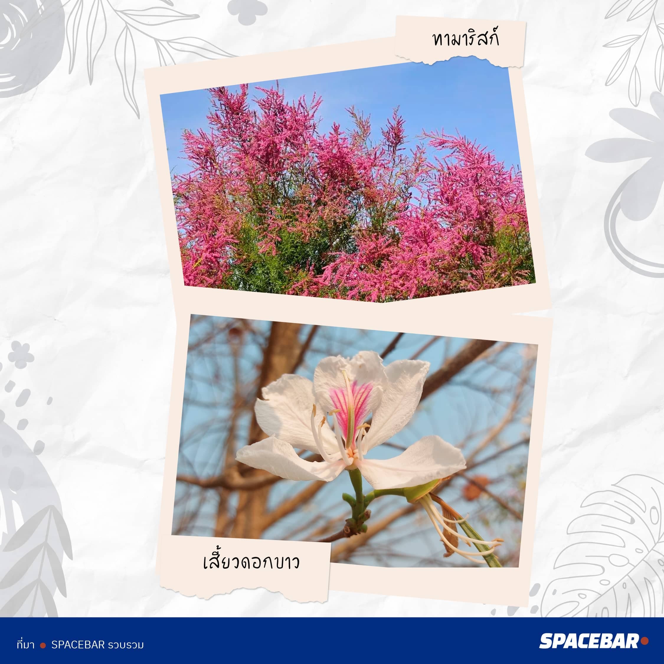 2info_FTI_Tree_Thailand_38_type_go_Saudi_Arabia_Artboard_10_1_8610d3402f.jpeg