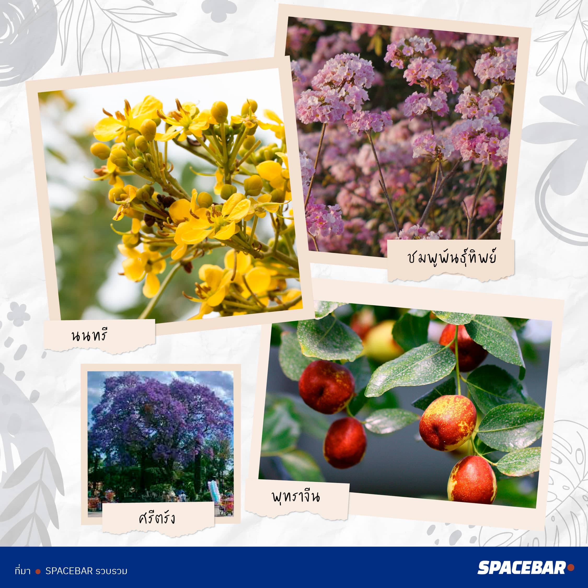 2info_FTI_Tree_Thailand_38_type_go_Saudi_Arabia_Artboard_1_1_b972102a2a.jpeg