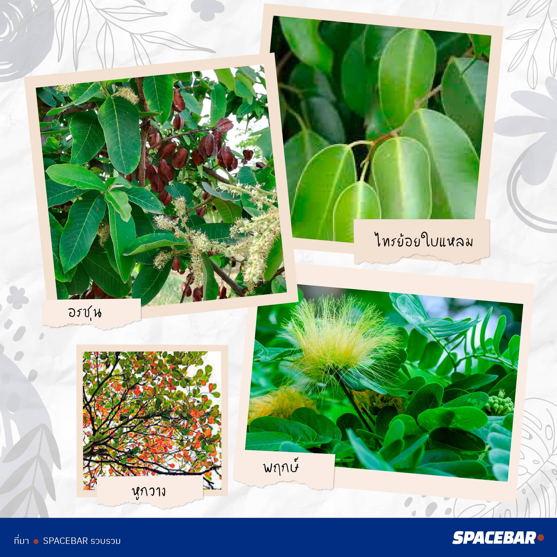 2info_FTI_Tree_Thailand_38_type_go_Saudi_Arabia_Artboard_2_1_595c69605d.jpeg