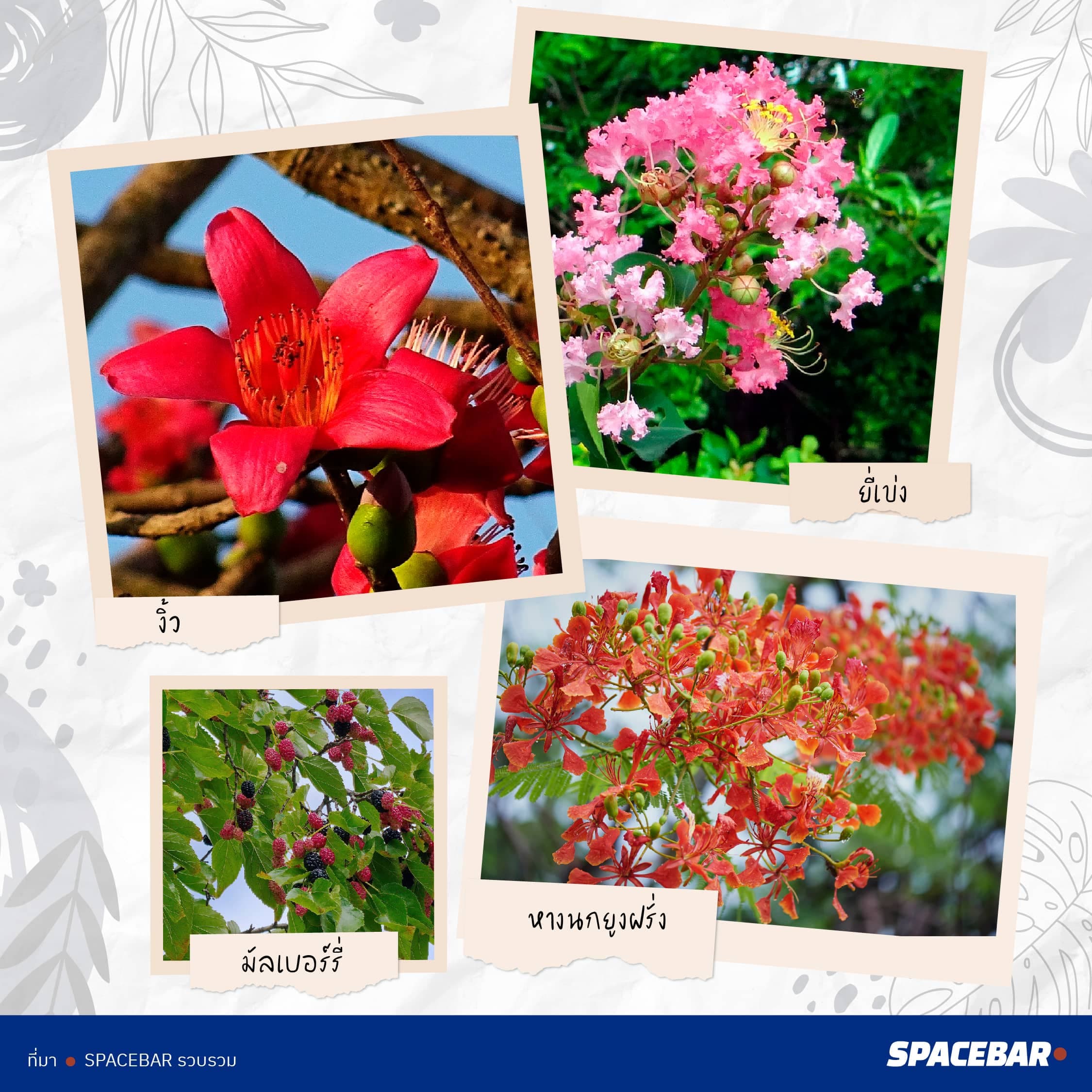 2info_FTI_Tree_Thailand_38_type_go_Saudi_Arabia_Artboard_3_1_226e7bda95.jpeg