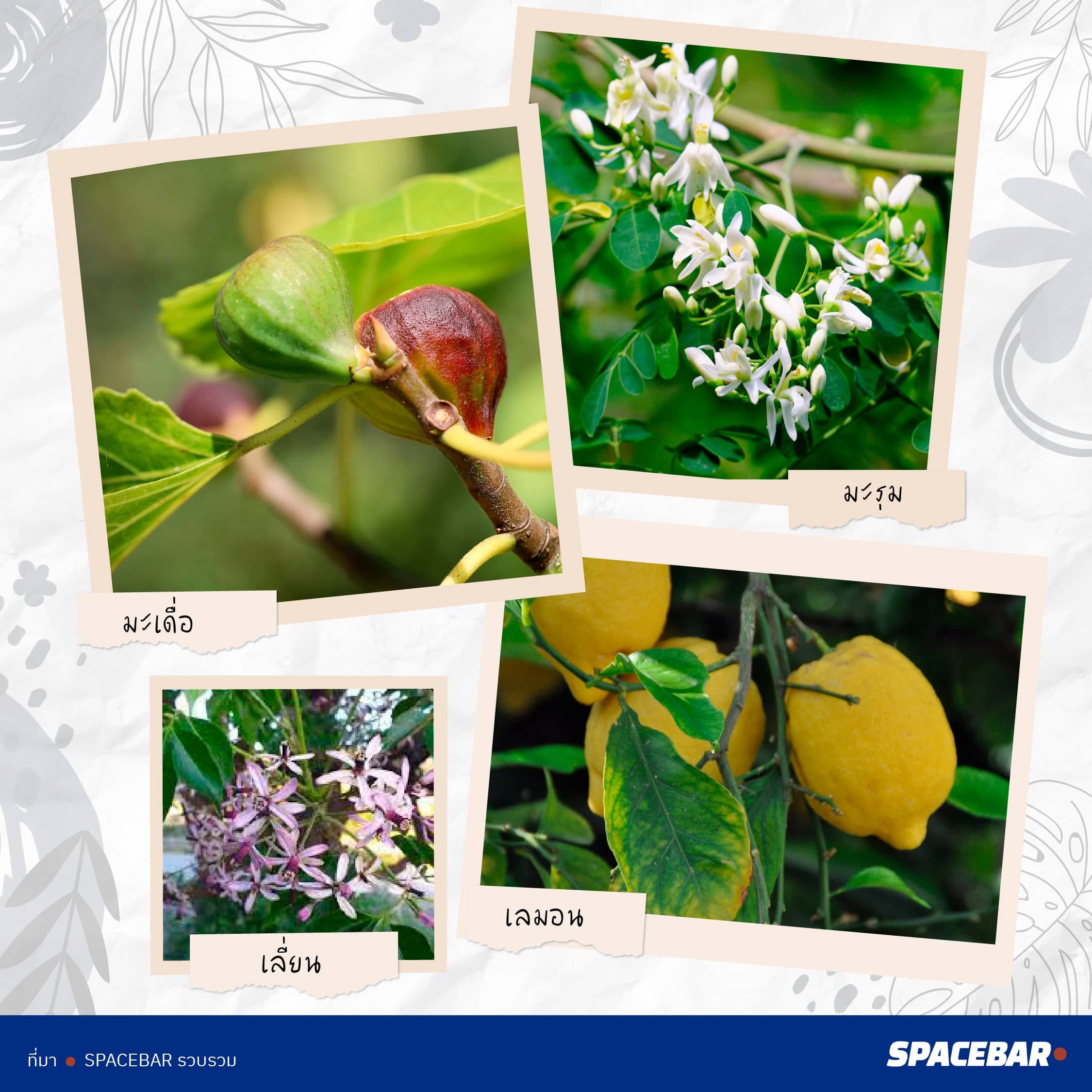 2info_FTI_Tree_Thailand_38_type_go_Saudi_Arabia_Artboard_4_1_ac2b8f3c56.jpeg