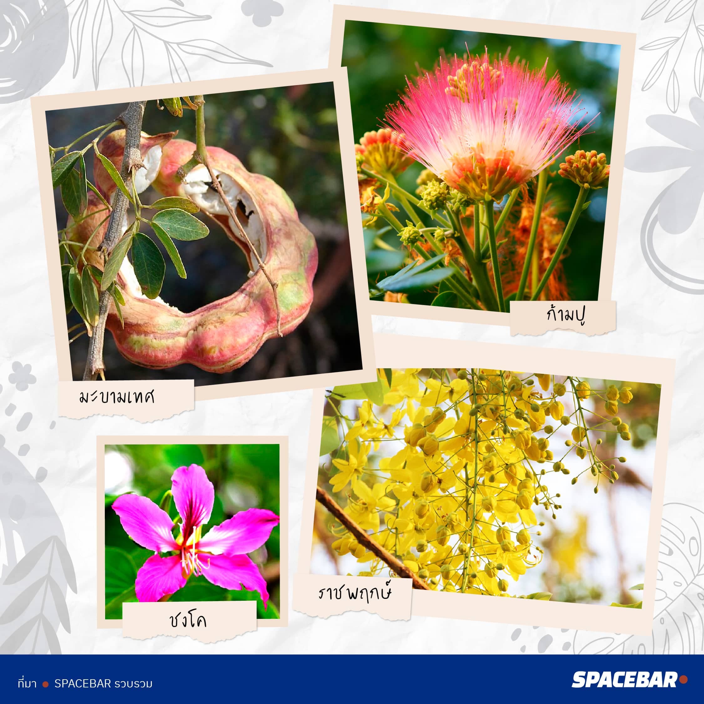 2info_FTI_Tree_Thailand_38_type_go_Saudi_Arabia_Artboard_7_1_d355c57a3c.jpeg