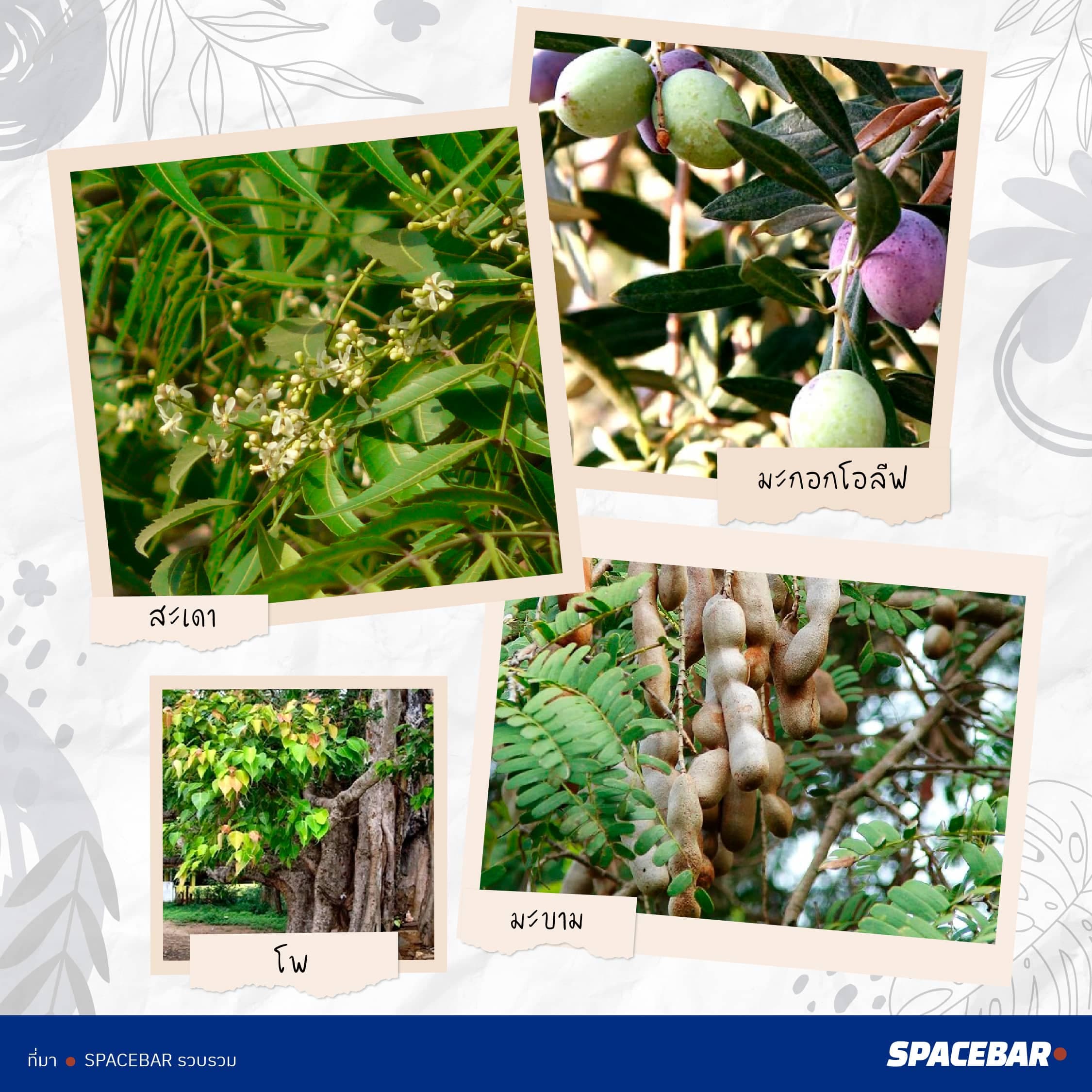 2info_FTI_Tree_Thailand_38_type_go_Saudi_Arabia_Artboard_8_1_771bfebf19.jpeg