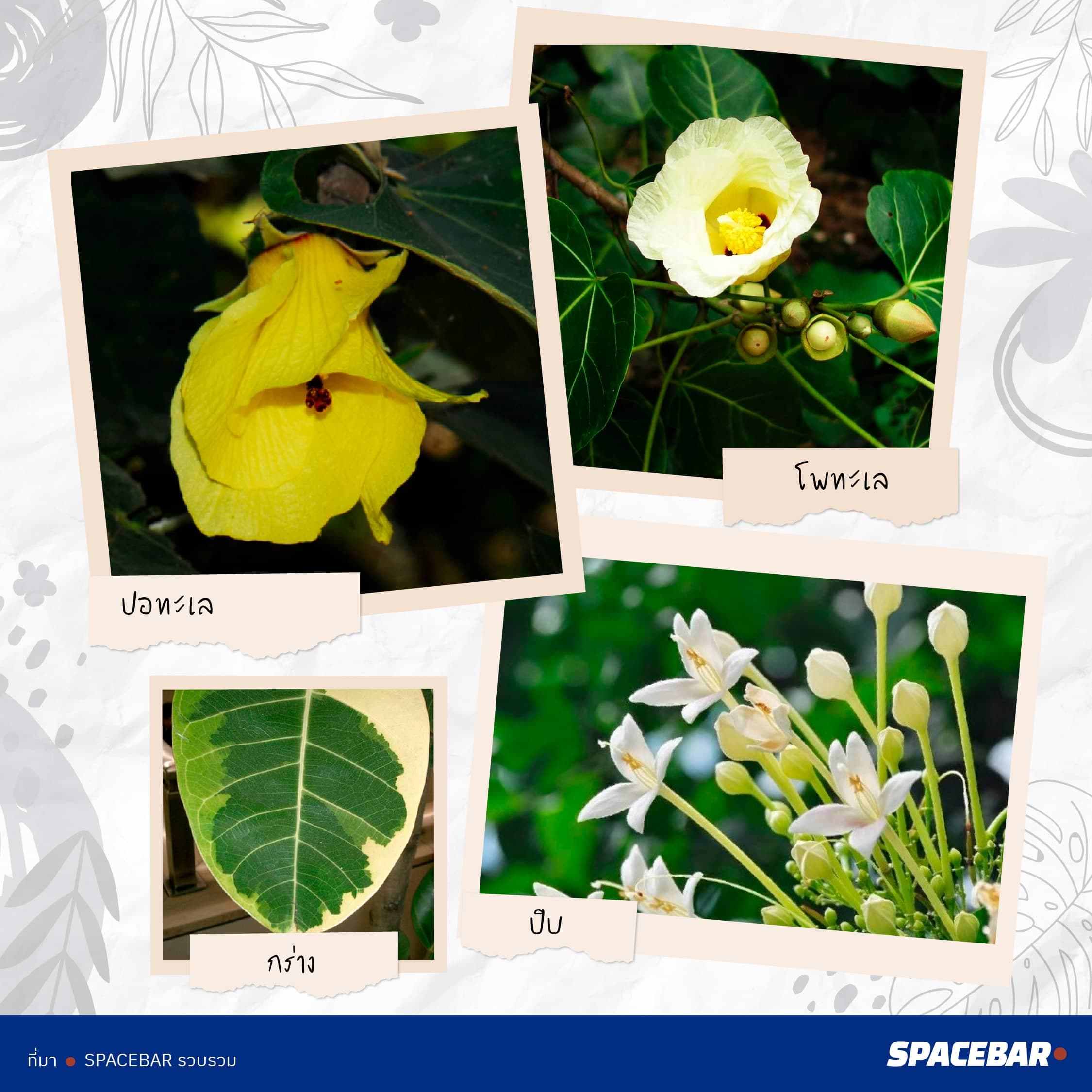2info_FTI_Tree_Thailand_38_type_go_Saudi_Arabia_Artboard_9_1_31616d159e.jpeg