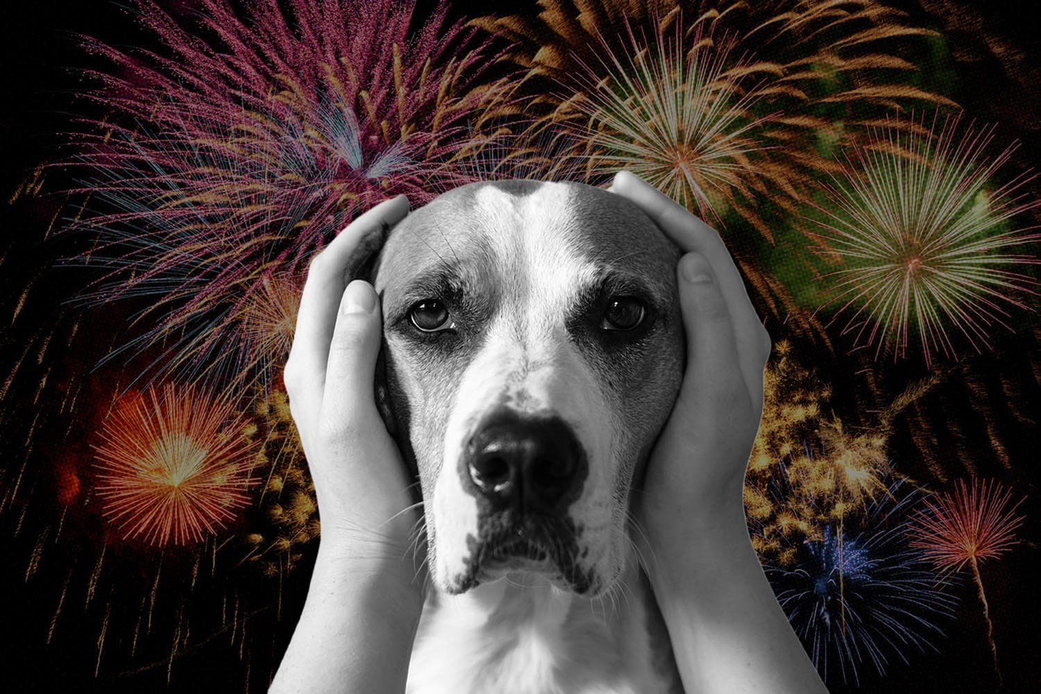 Artical_Social_Media_Users_Hashtag_lost_dogs_in_application_X_SPACEBAR_Hero_43e93c6ce3.jpg
