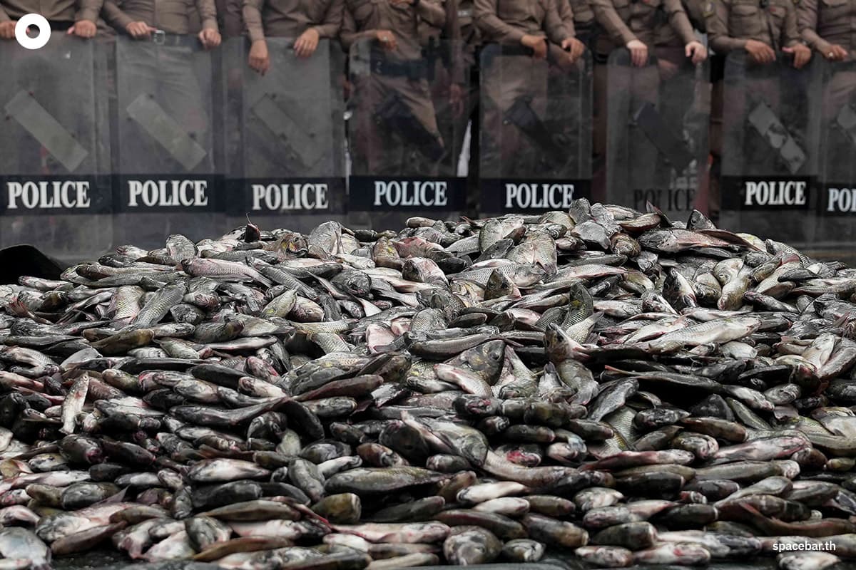 Blackchin_tilapia_Government_SPACEBAR_Photo03_2e29fde6c3.jpg