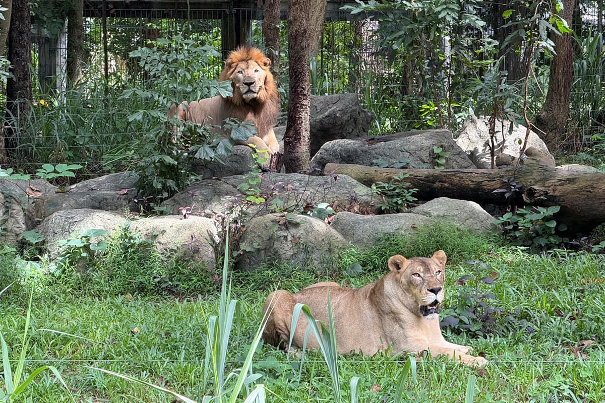 Chiang Mai-Zoo-reviews-safety-measures-for-wild-animal-caretakers-SPACEBAR-Photo06.jpg