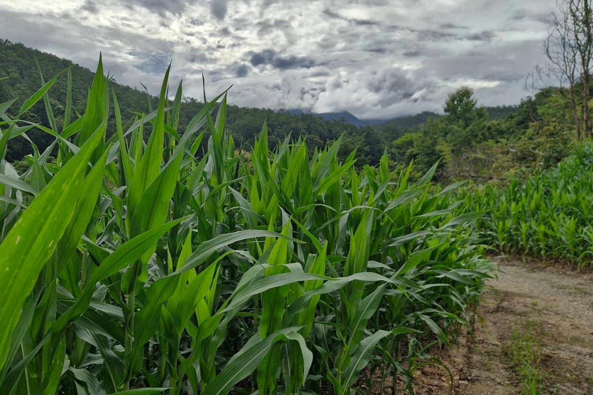 Chiang Mai-farmers-point-out-that-corn-prices-are-falling-but-production-costs-are-high-and-urge-the-government-to-quickly-solve-the-problem-SPACEBAR-Photo01.jpg