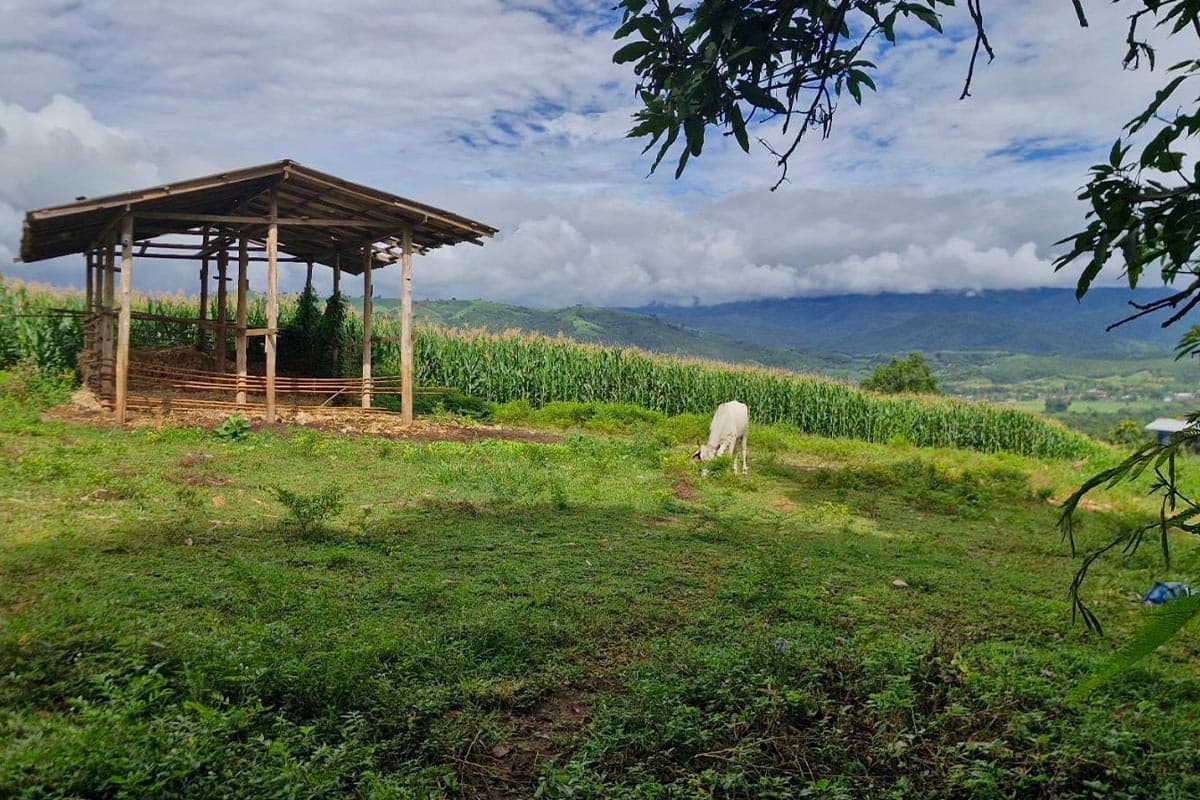 Chiang Mai-farmers-point-out-that-corn-prices-are-falling-but-production-costs-are-high-and-urge-the-government-to-quickly-solve-the-problem-SPACEBAR-Photo02.jpg